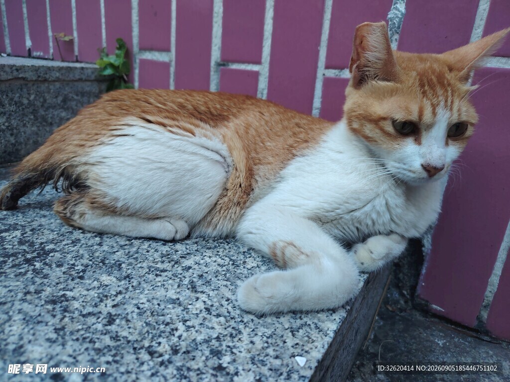 橘白猫咪慵懒趴坐