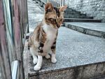 台阶上的三色猫咪