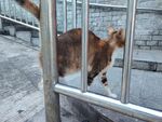 铁栏后张望的橘猫