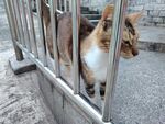 猫咪探头铁栅栏
