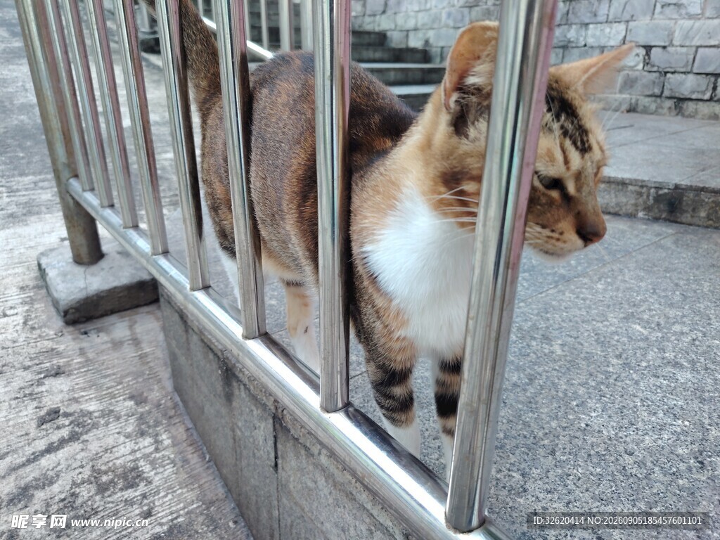 猫咪探头铁栅栏
