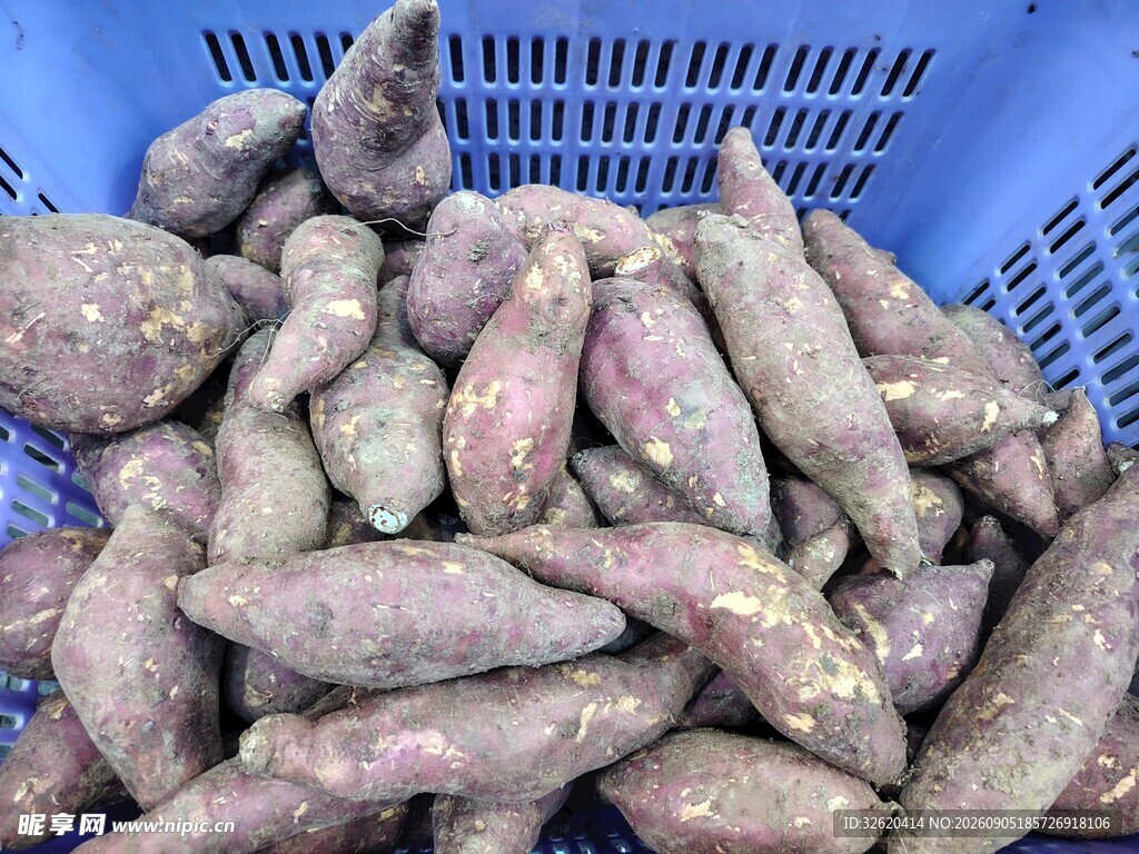 红薯