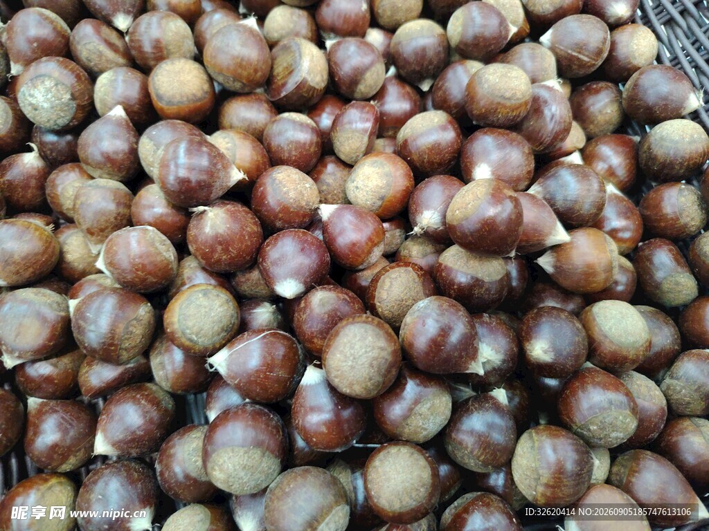 板栗