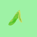 毛豆