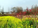 春日田野烂漫花海景色