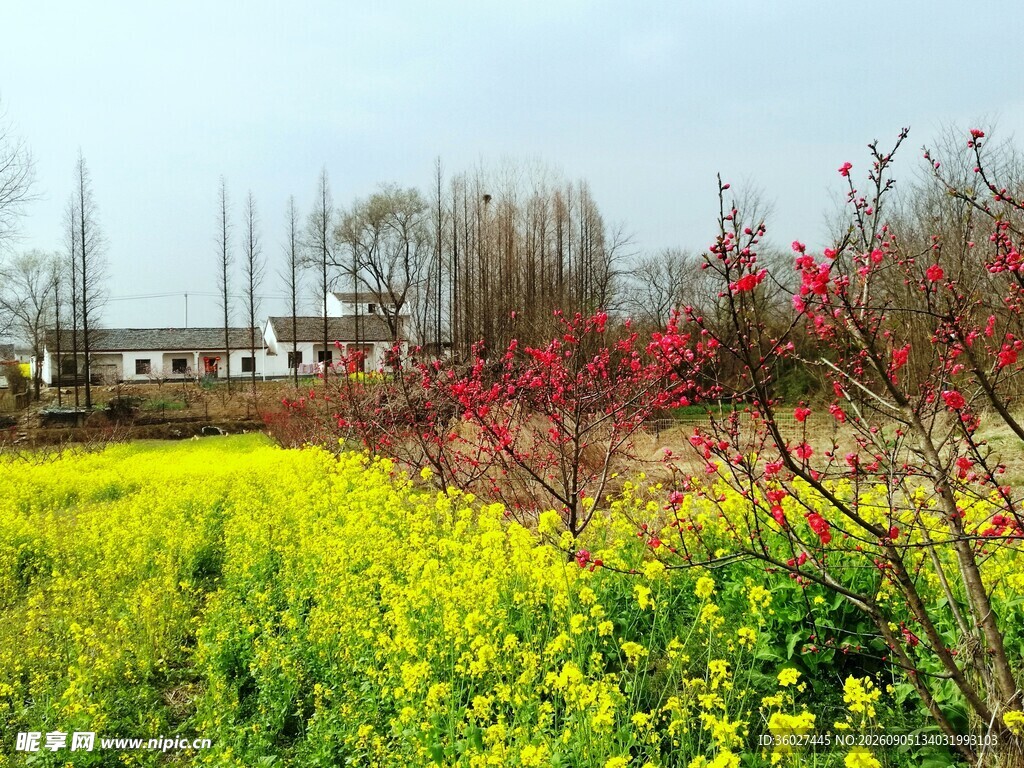 春日田野烂漫花海景色