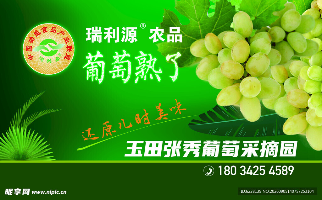 巨峰葡萄新鲜采摘展示