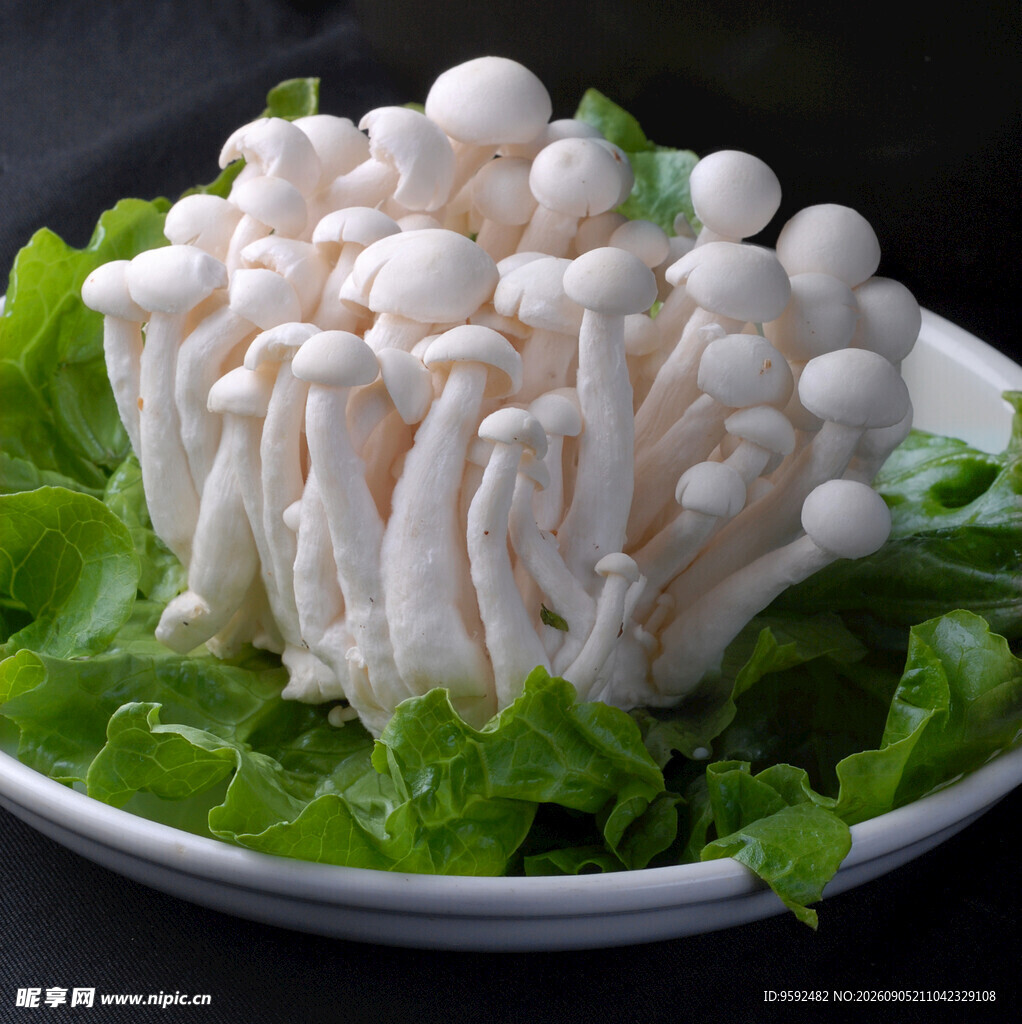 新鲜白玉菇摆放在绿叶上