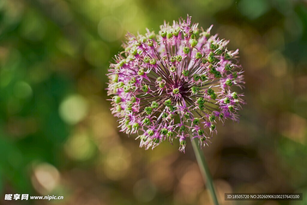 紫色球状花朵特写