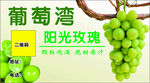 葡萄湾阳光玫瑰葡萄展示