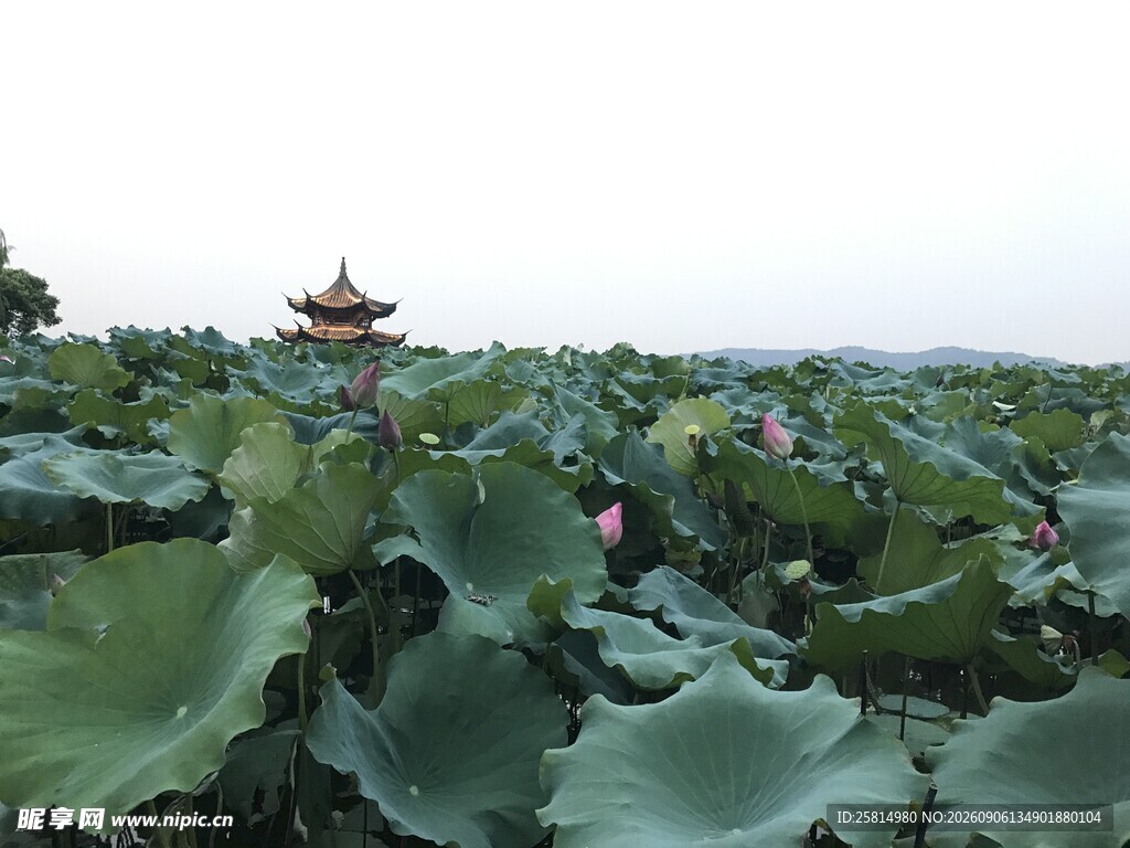 荷塘美景一叶一亭皆诗意