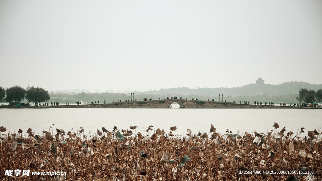 湖畔飞鸟群集的自然景象