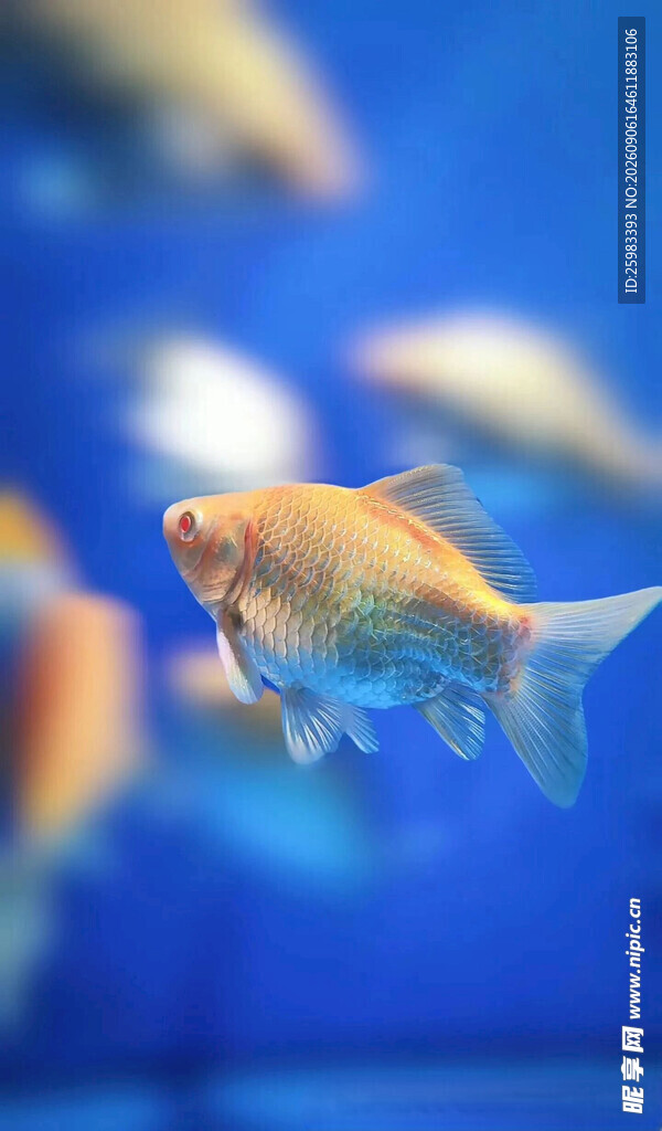 金鱼