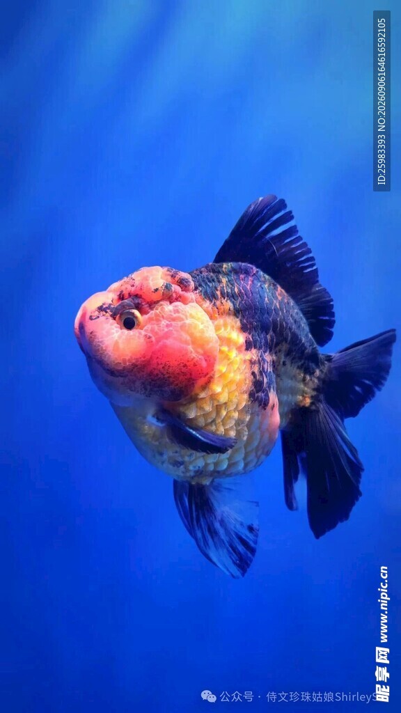 金鱼