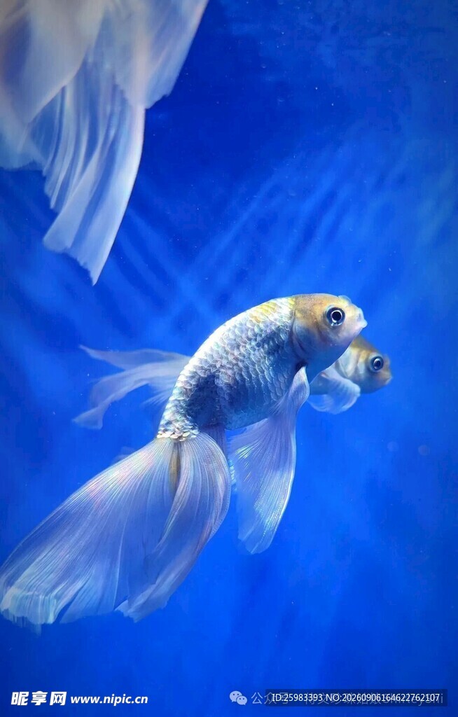 金鱼