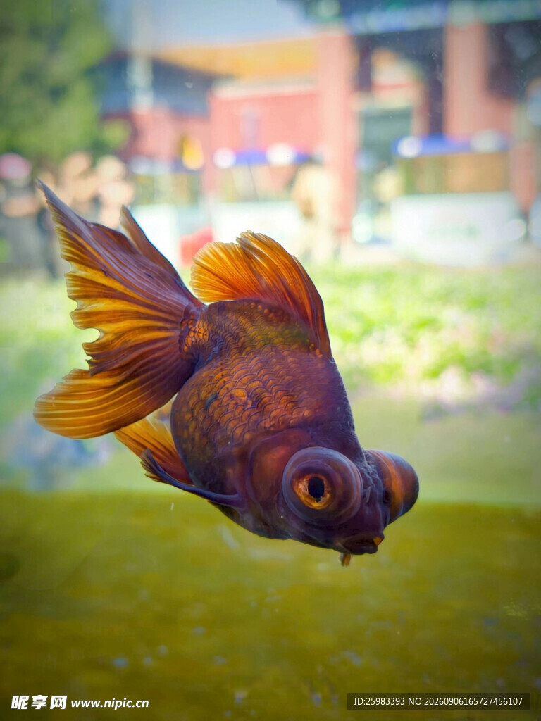 金鱼