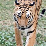 行走的斑斓猛虎