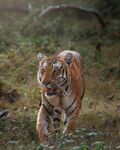 森林中行走的斑斓猛虎