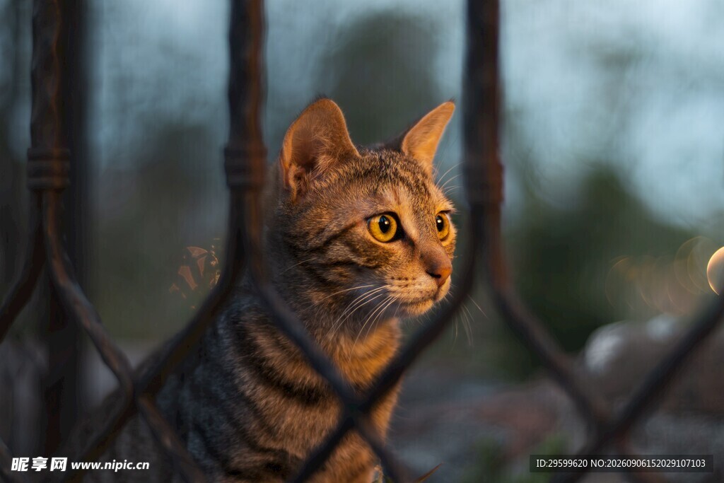 铁栏边的猫咪