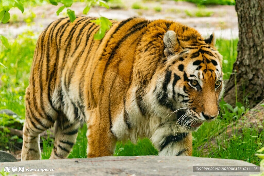 漫步林间的斑斓猛虎
