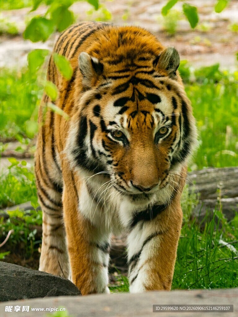 森林中行走的斑斓猛虎