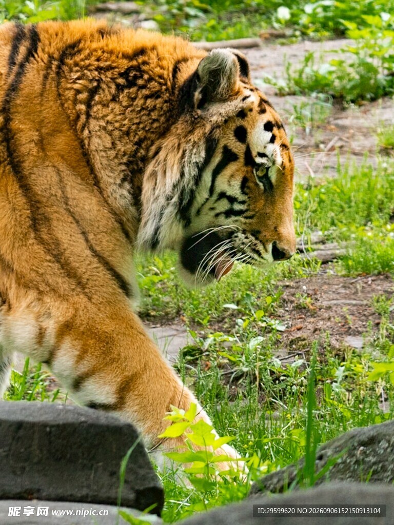 漫步的斑斓猛虎