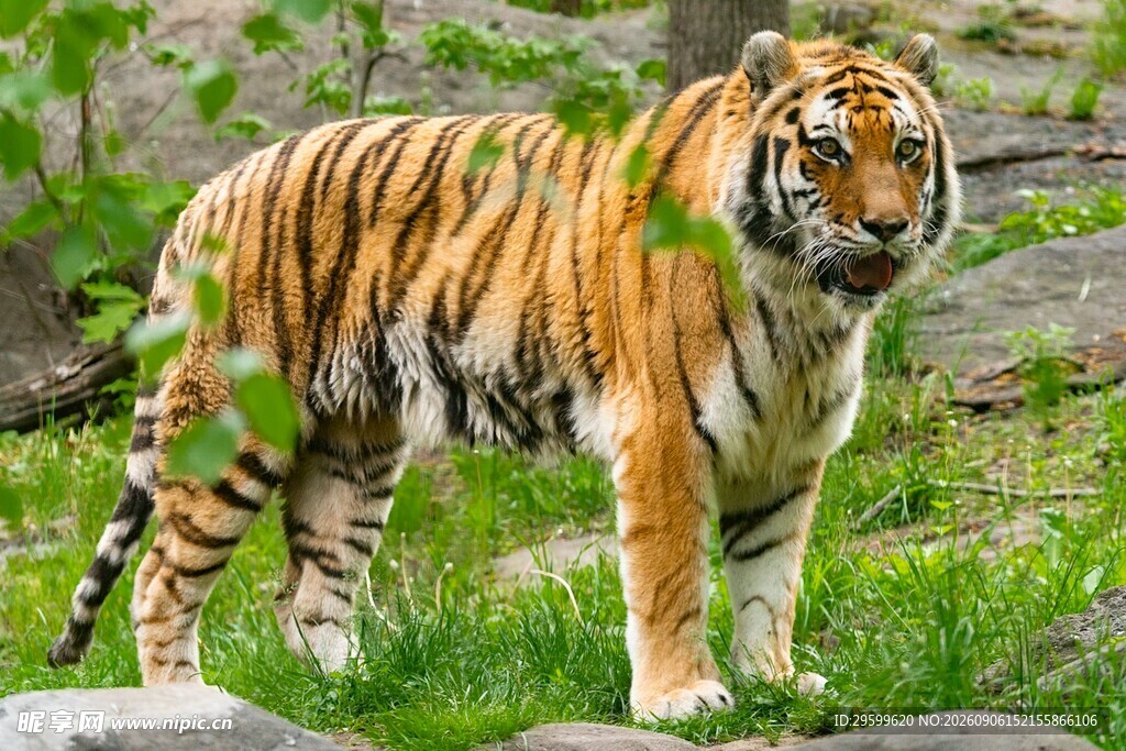 草原上的威武斑斓猛虎