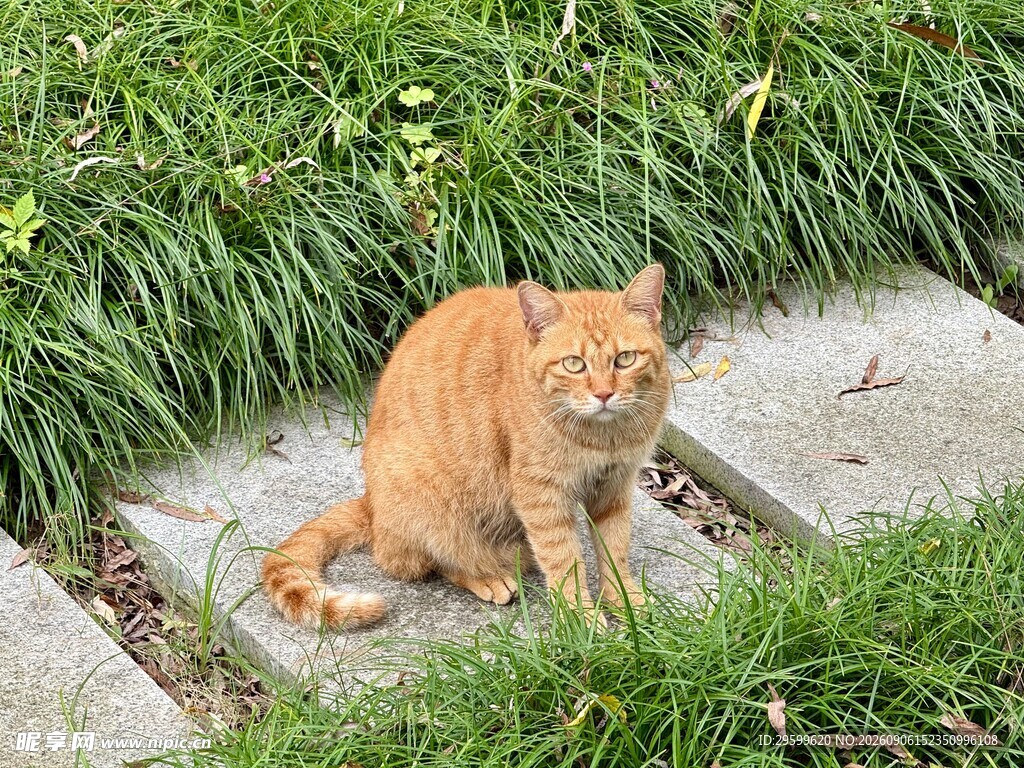 石板上的橘猫