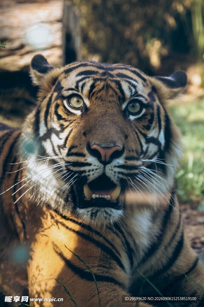 阳光下的威猛老虎