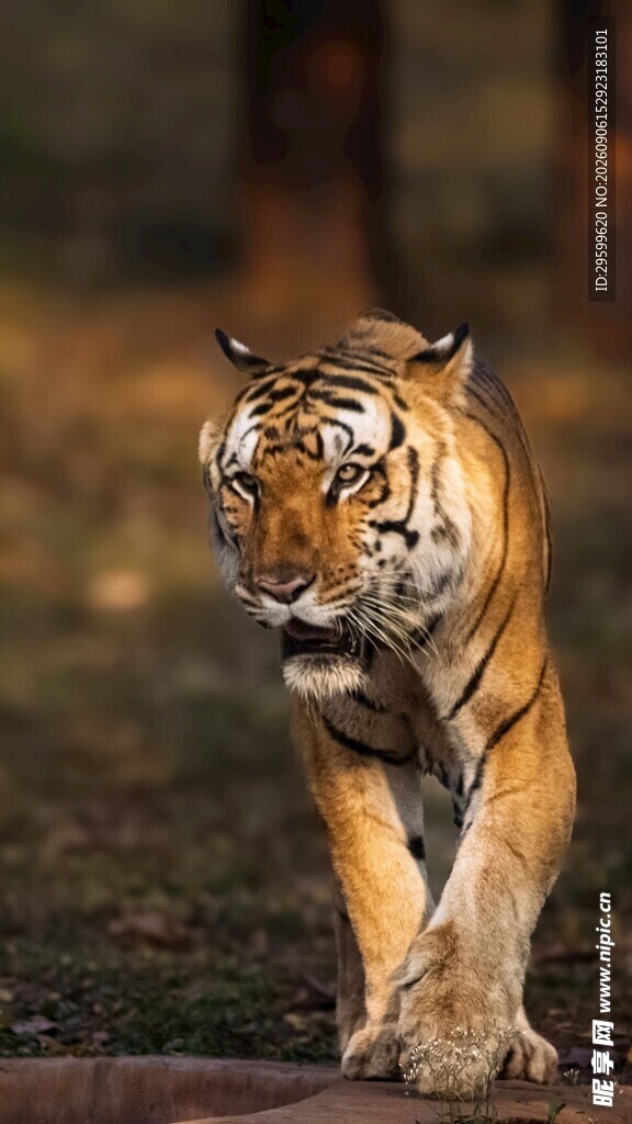 森林中行走的威猛老虎