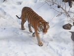 雪地中的斑斓猛虎