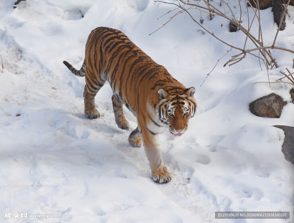 雪地中的斑斓猛虎
