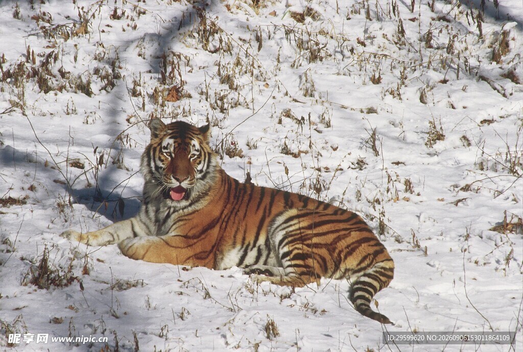 雪地中的斑斓猛虎