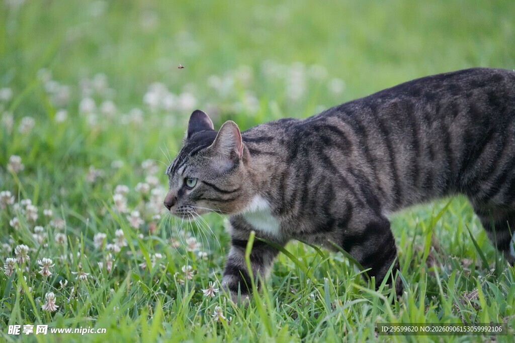 草丛中的斑纹猫
