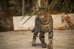 户外站立的条纹猫咪