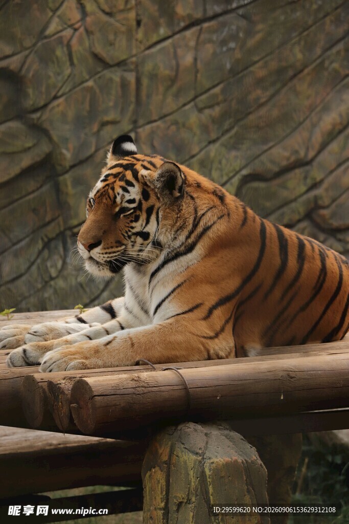 卧于木台的斑斓猛虎