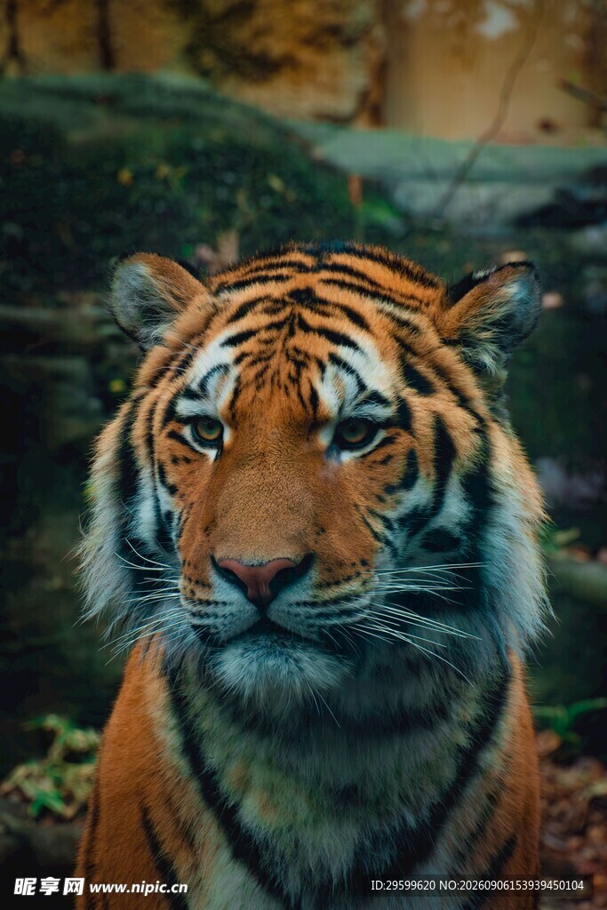 威风凛凛的斑斓猛虎