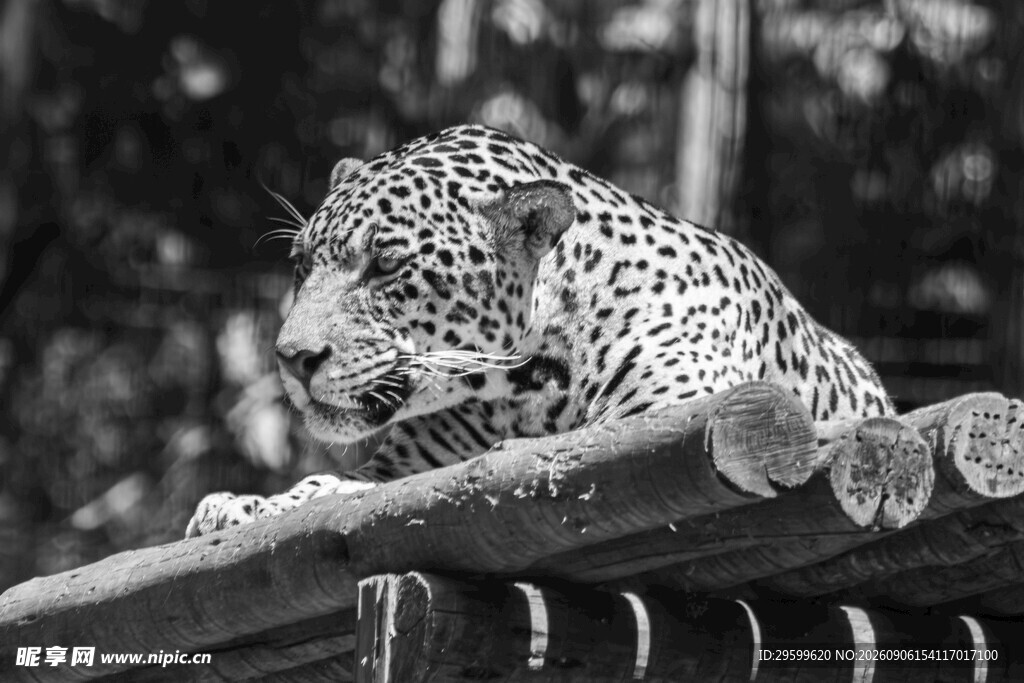 趴在栏杆上的花豹