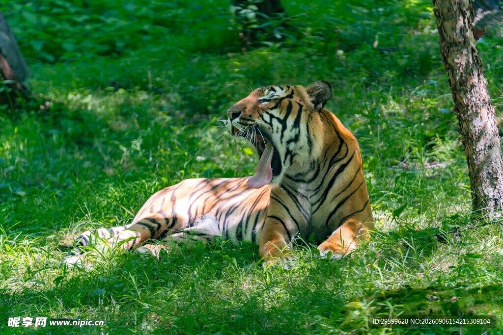 草地上休憩的斑斓猛虎