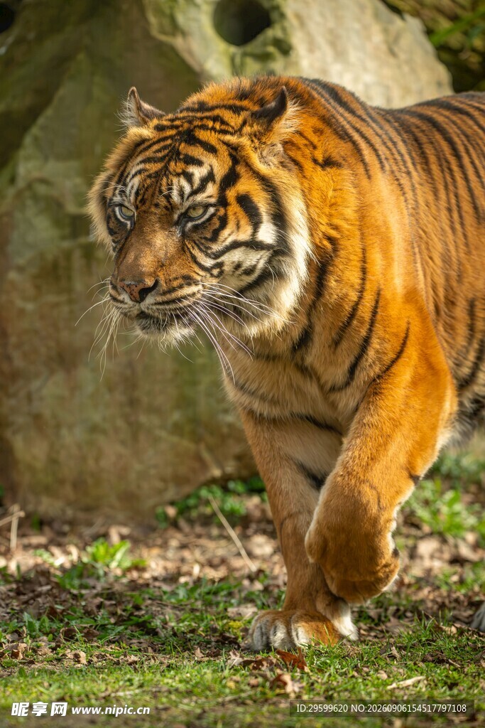 漫步的斑斓猛虎