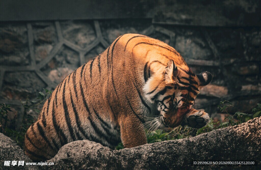 低头的斑斓猛虎