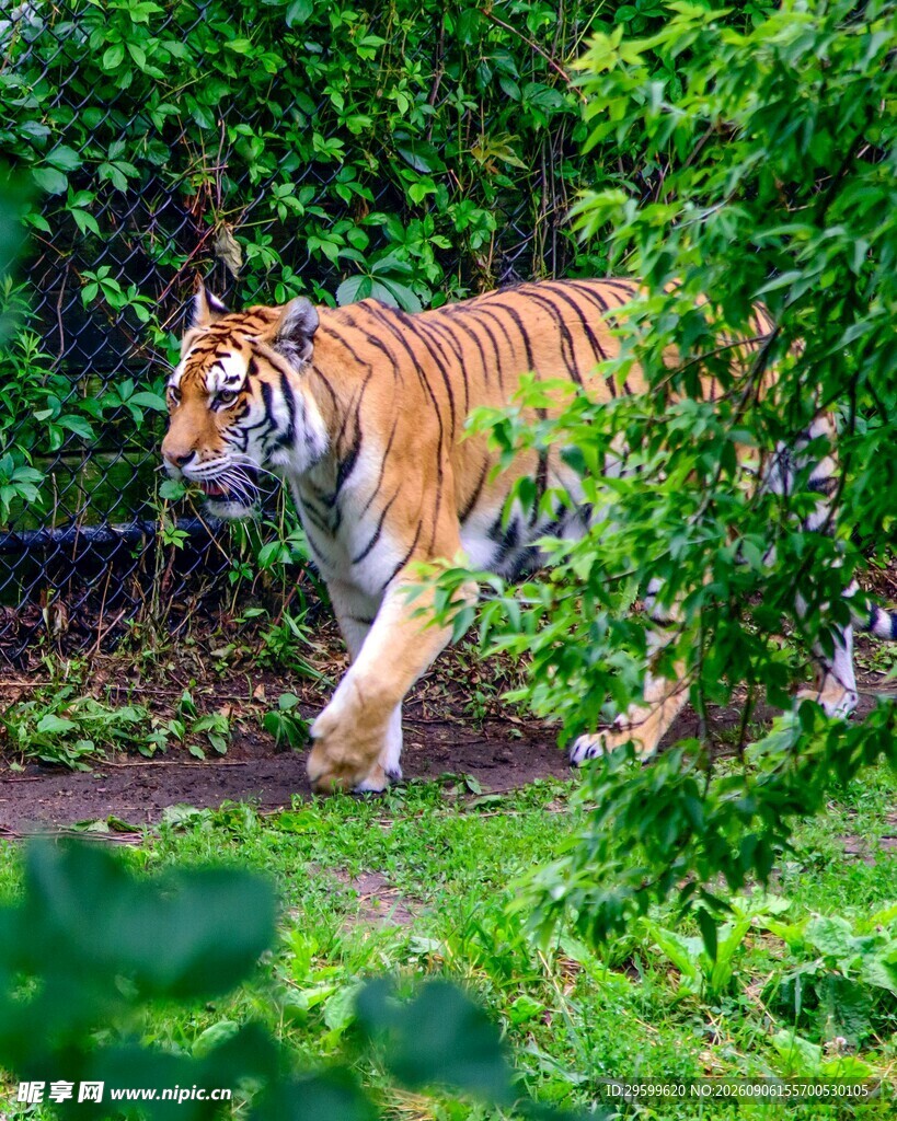 漫步丛林的斑斓猛虎