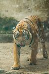 行走的斑斓猛虎