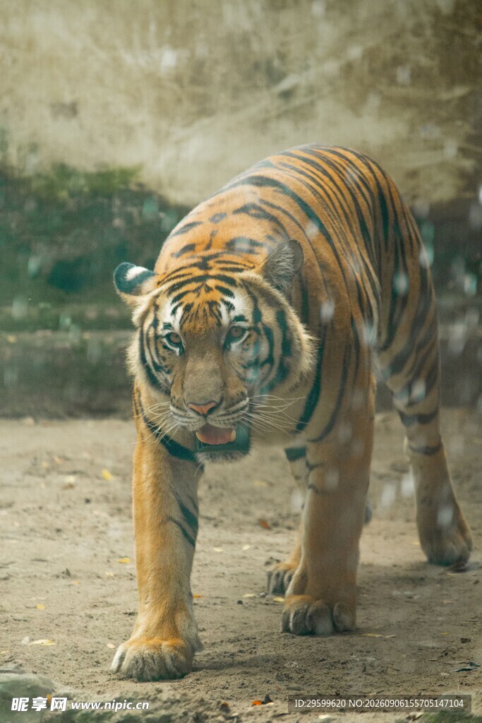 行走的斑斓猛虎