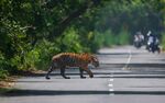 公路上独行的花豹