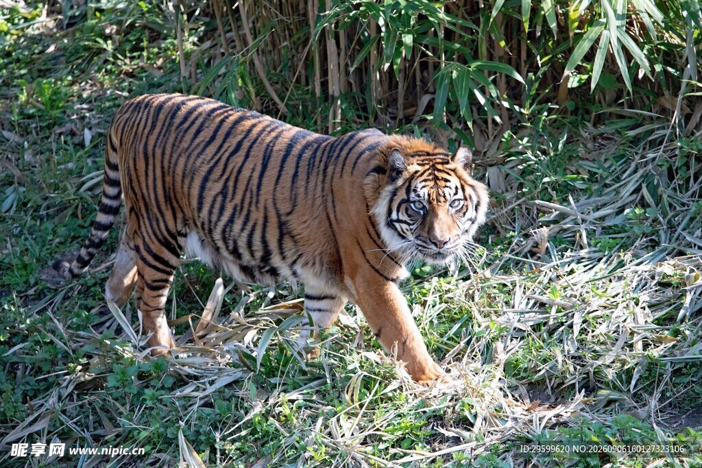 丛林中的斑斓猛虎