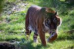 草原上行走的斑斓猛虎