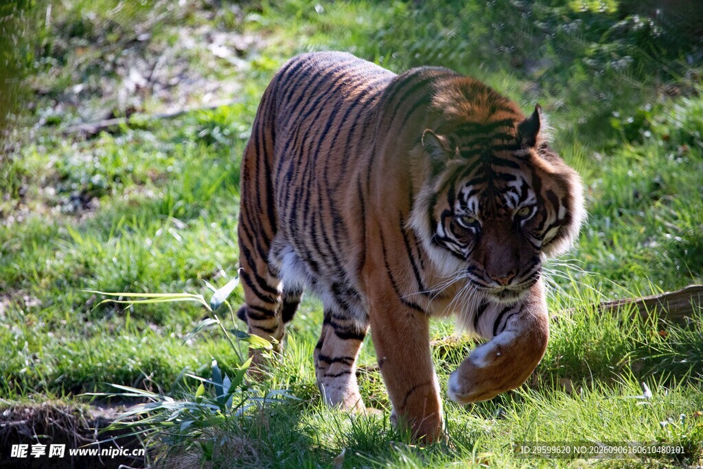 草原上行走的斑斓猛虎