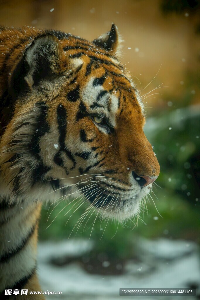 雪地中的威武老虎