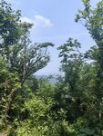 山林绿意景观